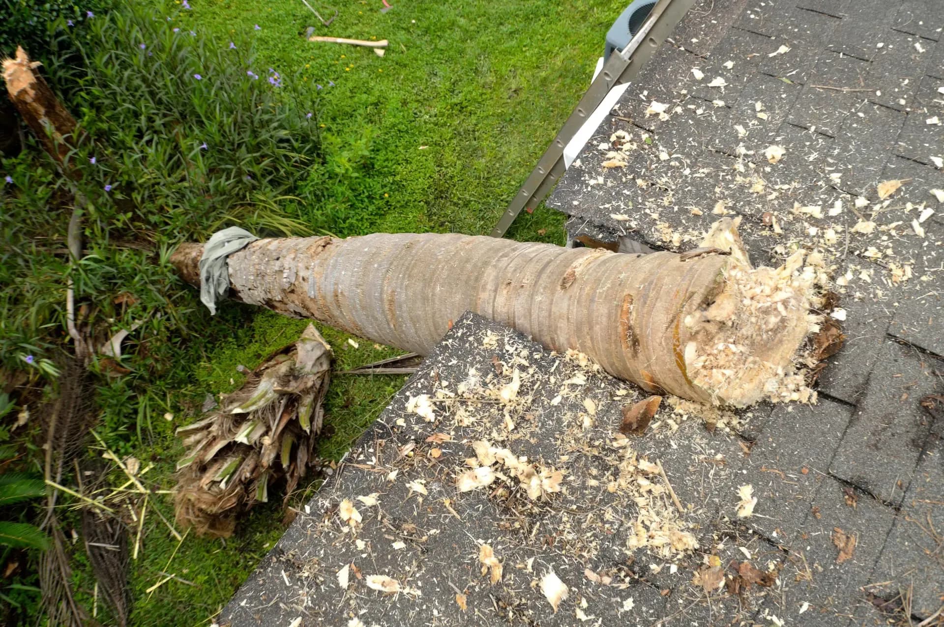 Tree damage to house